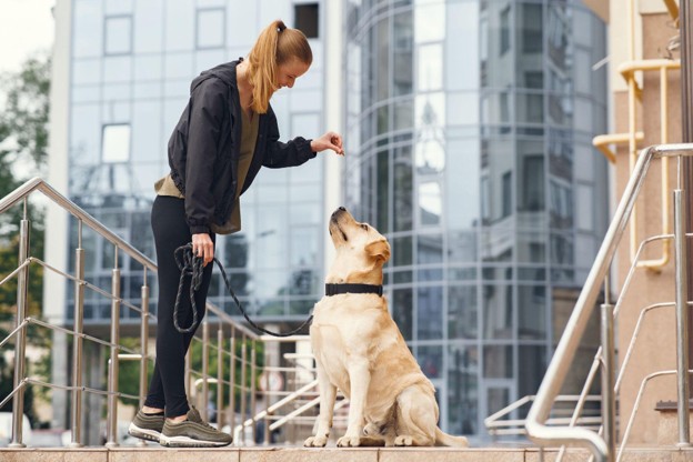 Dog That Listens at Home